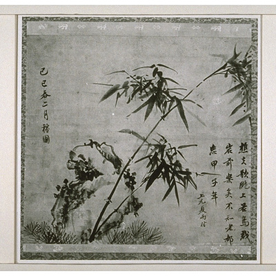 Bamboo Image