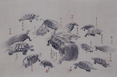 Turtles Image